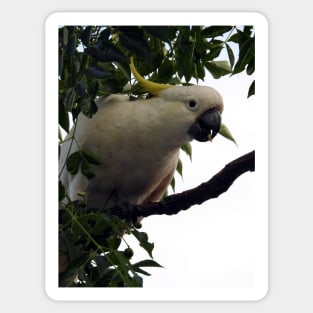 Sulphur Crested Cockatoo Sticker